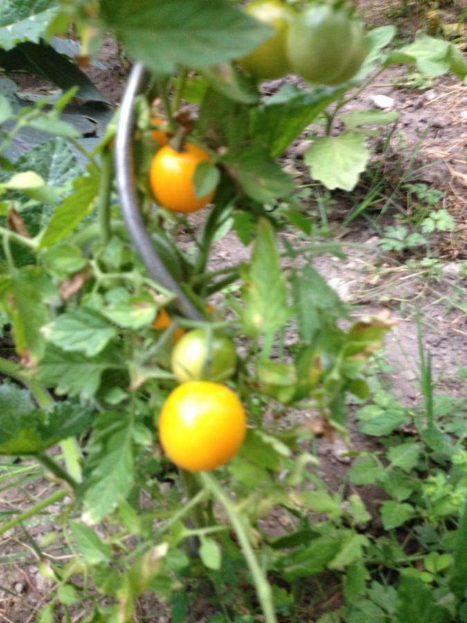 דירות ליון Le Jardin Croix Roussien מראה חיצוני תמונה